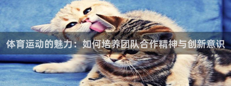 尊龙官方正版app娱乐下载：体育运动的魅力：如何培养团队合作